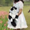 🎁TikTok Last Day Sale - 70% OFF❤️Cute Cat Backpack🐱💕