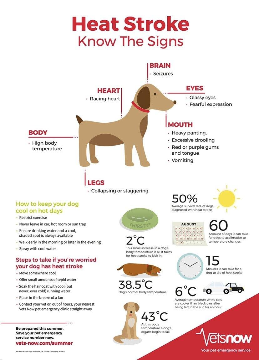 🔥Letzter Tag: 49% Rabatt🔥Rutschfestes Spritzkissen für Kinder und Hunde