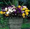 💐Last Day 70% OFF-Outdoor Artificial Pansy Flowers