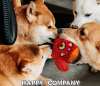 🔥Last Day Promotion 70% OFF🔥Monster DogActive Ball