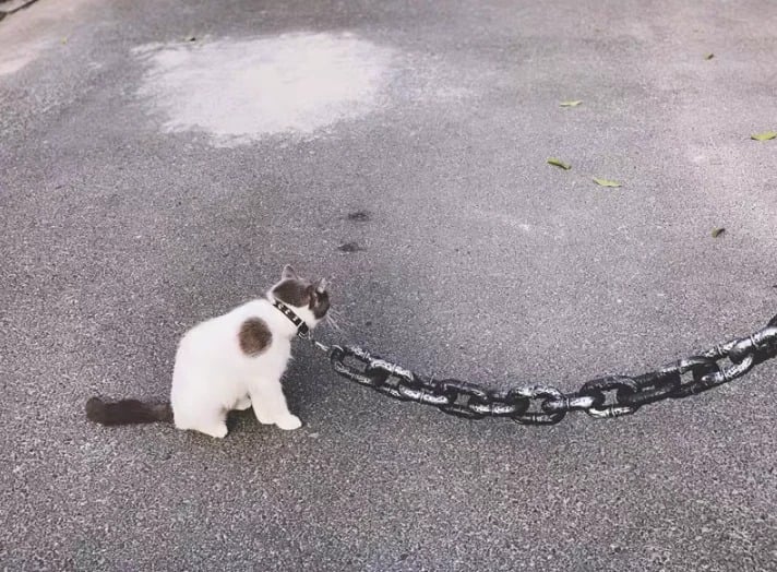 The Chain Paws