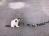 The Chain Paws