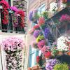 💖Mother's Day Hot Sale 49% OFF -🌺UV Resistant Hanging Artificial Morning Glory Vine