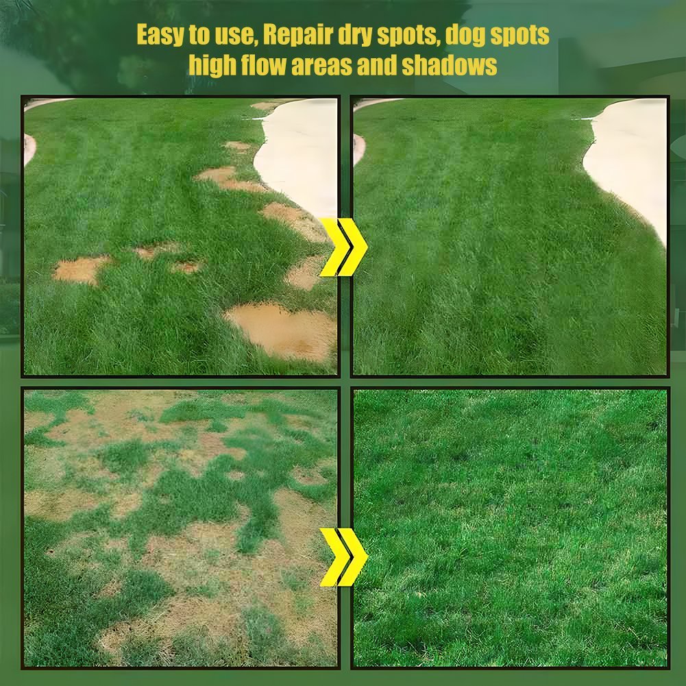 🔥LAST DAY 49% OFF- Evergreen dwarf grass seed for four seasons
