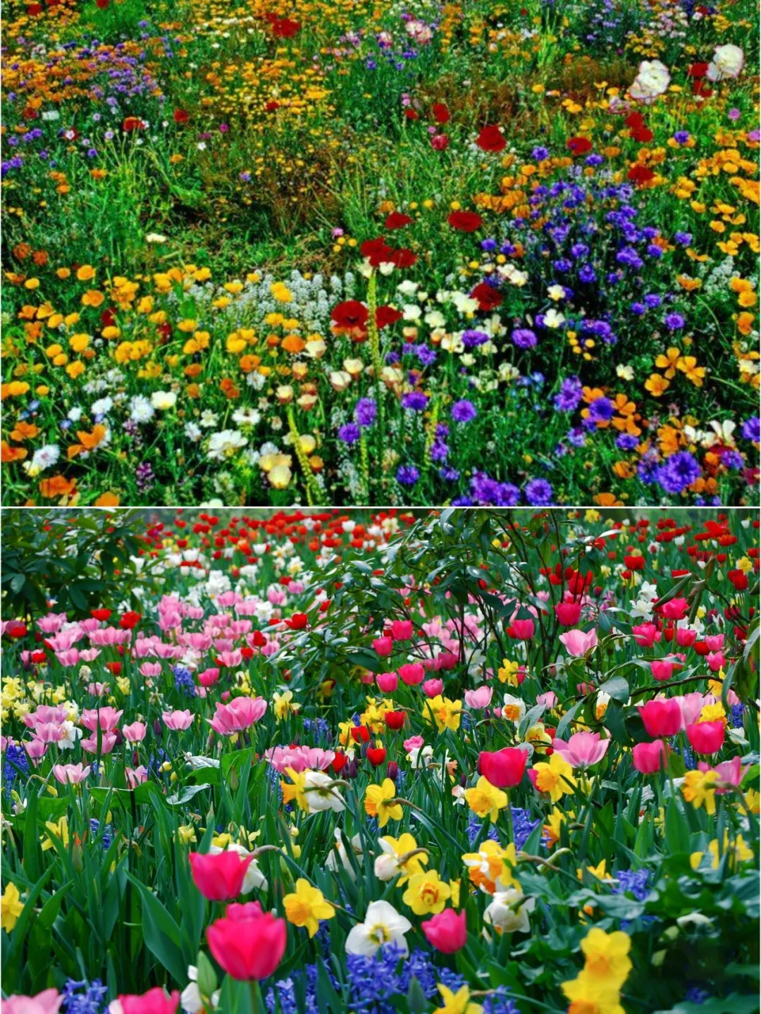 Last Day Sale 50% Off - 🔥Mixed Flower Seeds⚡Free Shipping