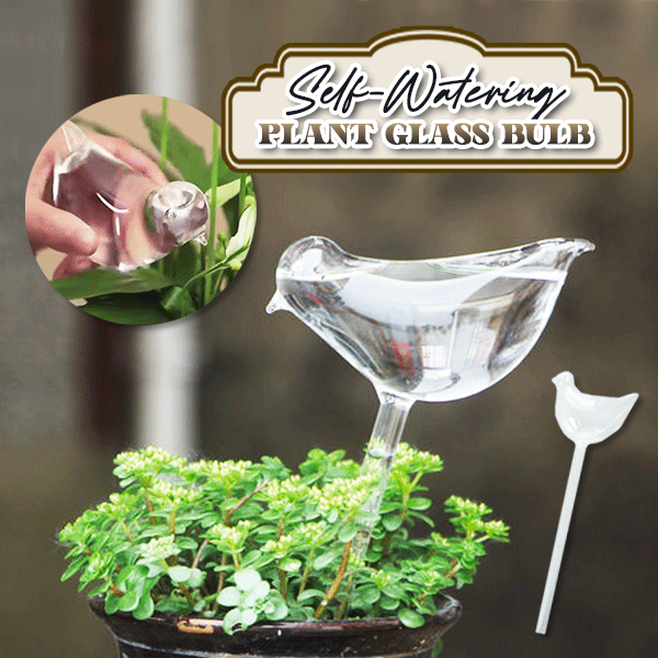 (🎉Last Day Promotion)Self-watering Plant Glass Bulb(🔥BUY 3 GET FREE SHIPPING)