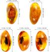 Amber Fossil Insect - Pendant Amber Stone Ornament(🔥Buy 3 get 2 free, 🔥Buy 5 get 5 free！)