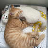 🔥This Week's Special Offer 49% OFF -Cat Lovely Cozy Pillow