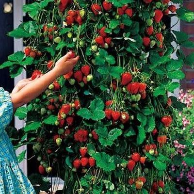 Last Day Sale 50% Off - 🔥Strawberry Tree Seeds⚡Free shipping for three items