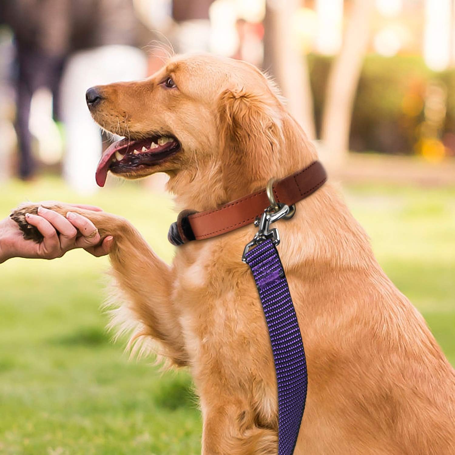 Hi Kiss Dog/Puppy Obedience Recall Training Agility Lead - 15ft 20ft 30ft 50ft 100ft Training Leash - Great for Play, Camping, or Backyard - Black 30ft