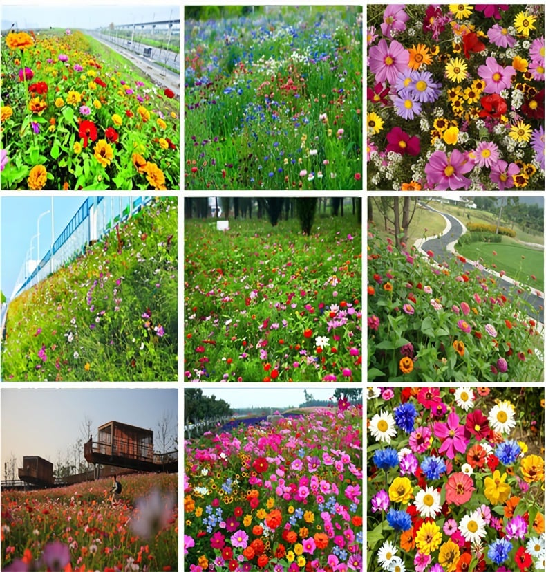 Last Day Promotion 70% OFF-🔥 Four Seasons Of Wild Flower Combination Flower Seeds, Beautiful Rural Flowers, Sea View Flower Seeds ⚡ Buy 2 Get 1 Free