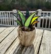 (Summer Flash Sale- 50% OFF) Suncatcher Stained Agave Plante