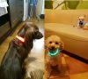 Last Day Promotion 48% OFF - LED Dog Collar(Buy 4 Get 20% OFF&Free Shipping)