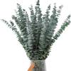 10 Pcs Dried Eucalyptus Stems 17