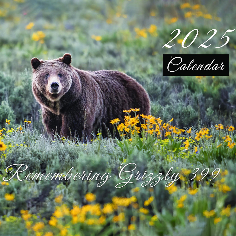 Remembering Grizzly 399 Calendar