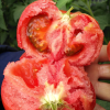 Last Day Sale 50% Off - 🔥Pink Tomato Seeds⚡Free shipping for three items