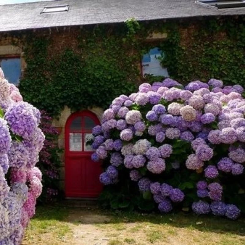 Flores De Hortensias Artificiales Al Aire Libre💐