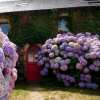 Flores De Hortensias Artificiales Al Aire Libre💐