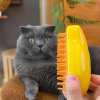 😻 HOT SALE 😻  Steamy Cat Brush
