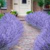 🎁Last Day Promotion- SAVE 70%🌸Outdoor Artificial Lavender Flowers💐