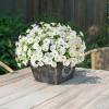 🌸 Spring Summer Home Decoration - 🌿 Fake Silk Colorful Morning Glory