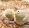 (🎄Christmas Hot Sale - 49% OFF) 🐥Handmade Ultra Soft Furry Chick Toys