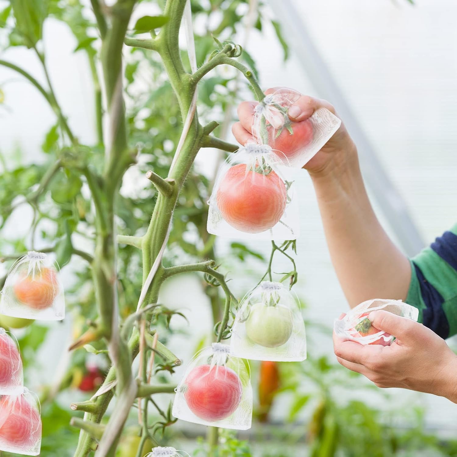 🎁TikTok Last Day Sale - 70% OFF🎉Fruit Protection Bags