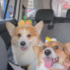 🔥Buy 2 Free Shipping🔥 HandMade Adjustable Pet Sombrero Hat