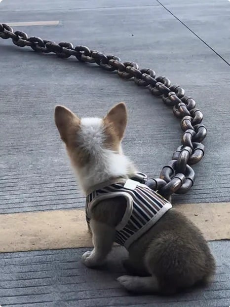 The Chain Paws
