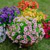 💥Upgraded high-grade material 🌱UV Resistant Lifelike Artificial Flowers