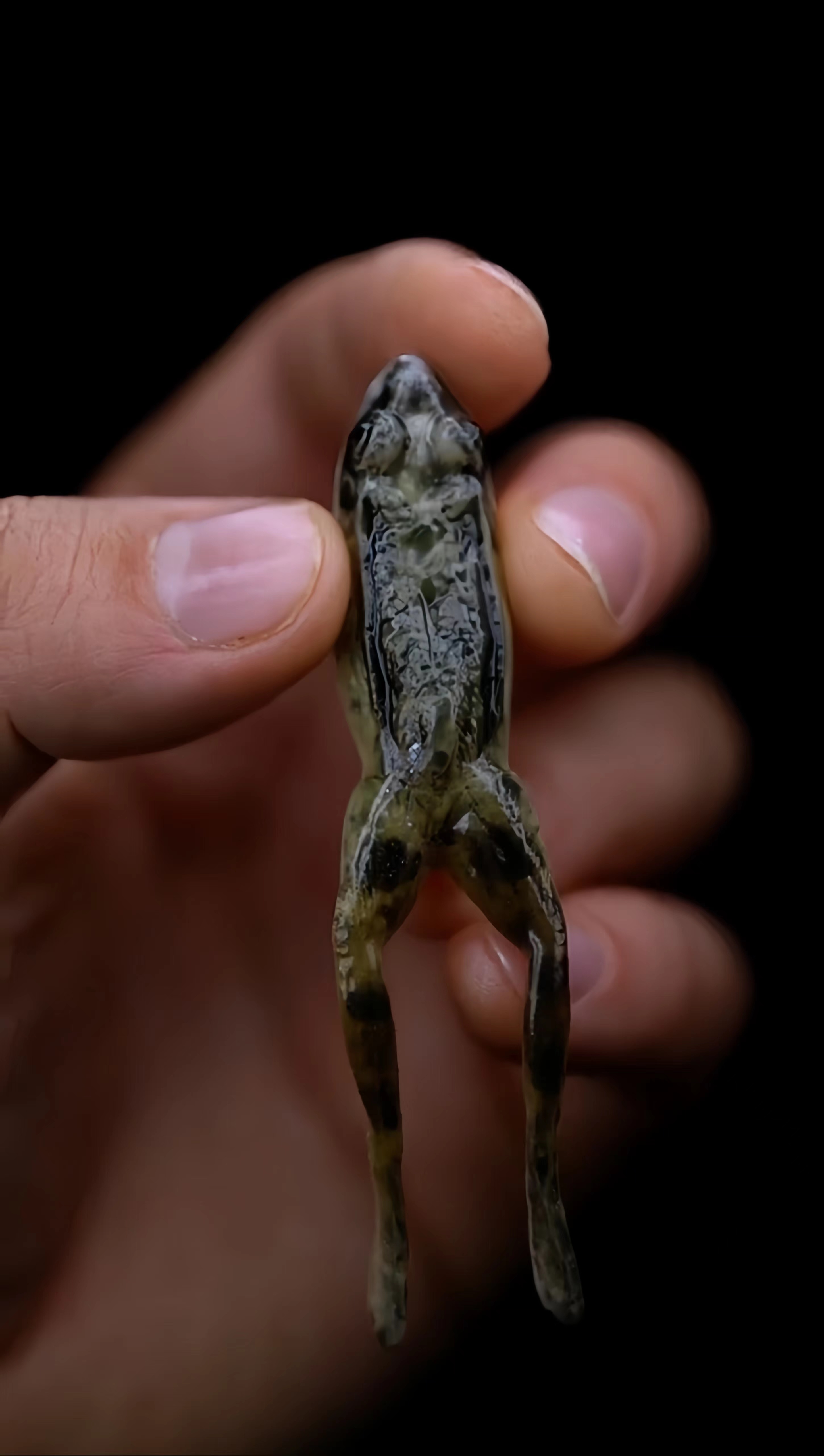 🚨 FLASH SALE ALERT! 🚨 Get 60% OFF White Belly Floating Frog Lure(𝟏 𝐏𝐚𝐜𝐤 𝐨𝐟 𝟑 𝐁𝐚𝐢𝐭𝐬) – 𝐑𝐞𝐚𝐥𝐢𝐬𝐭𝐢𝐜 𝐓𝐨𝐩𝐰𝐚𝐭𝐞𝐫 𝐀𝐜𝐭𝐢𝐨𝐧