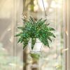 🍁Fall Harvest Sale: 60% OFF! String of Turtles Suncatcher: Greenery Window Decor