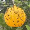 (🎄EARLY CHRISTMAS SALE - 50% OFF) 🎁Hanging Environmental Fruit Fly Traps Sticky Traps