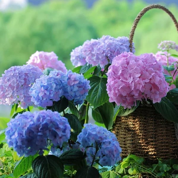 Flores De Hortensias Artificiales Al Aire Libre💐