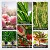 Last Day 70% OFF🔥Fast-Acting Nutrient Solution for Plants
