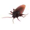 🔥Last Day Promotion 50% OFF🔥Remote Control Cockroach - Electric & Remote Control Toy