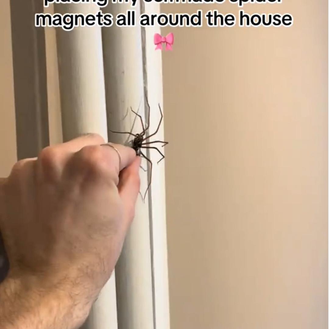 Last Day 70% OFF🔥Realistic Giant House Spider Fridge Magnet