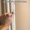 Last Day 70% OFF🔥Realistic Giant House Spider Fridge Magnet