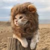 🐕🐈Early Summer Hot Sale 48% OFF - Cute Lion Mane Wig Hat For Dogs And Cat🐾🐾(BUY 2 GET EXTRA 10% OFF)