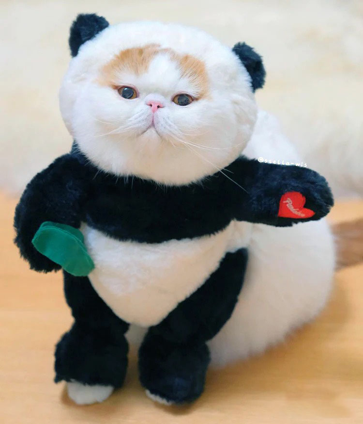🎁Early Christmas Sale 48% OFF - Panda Dog Costume(🔥🔥BUY 2 FREE SHIPPING)