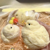 🔥HOT SALE🐥Handmade Silicone Soft Chicken Toys