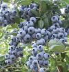 Last Day Sale 50% Off - 🔥Giant Blueberry Fruit Seeds⚡Free shipping for three items