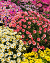 Last Day Sale 50% Off - 🔥Pyrethrum Daisy Seeds⚡Buy 1Get 1