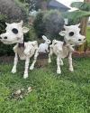 LAST DAY 50% OFF🔥Cow & Horse Skeleton Halloween Decorative Prop