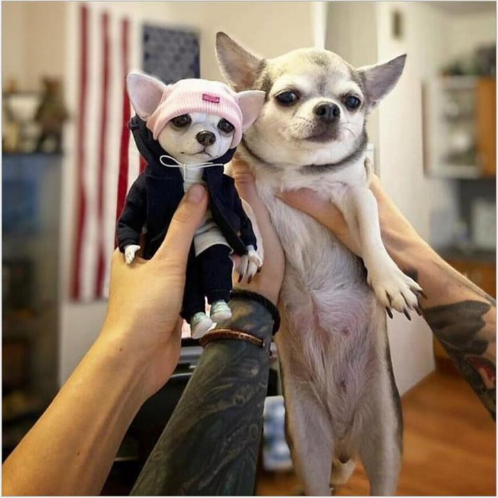 Chihuahua realistic Toy