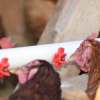 Horizontal Side Mount Chicken Waterer