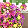 🌸 Spring Summer Home Decoration - 🌿 Fake Silk Colorful Morning Glory