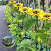 🔥LAST DAY SALE 49% OFF🌻Waterproof Solar Sunflower Light🔥