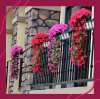 🔥Last Day 70% OFF - Vivid Artificial Hanging Orchid Bunch(🔥BUY 4 FREE SHIPPING🔥)