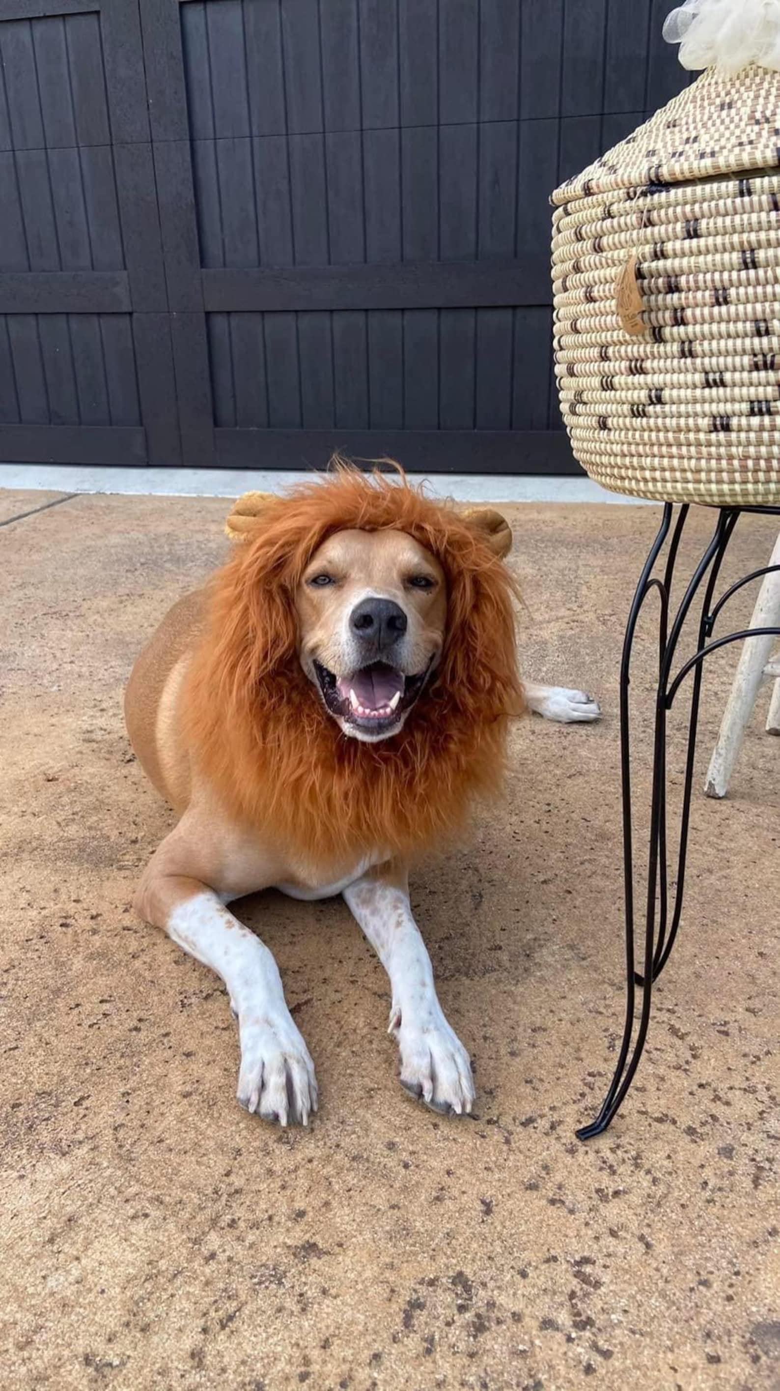 🔥2024 Hot Sale🦁Cosplay Lion Mane Costume🐾